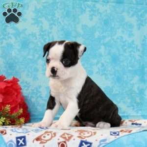 Douglas, Boston Terrier Puppy
